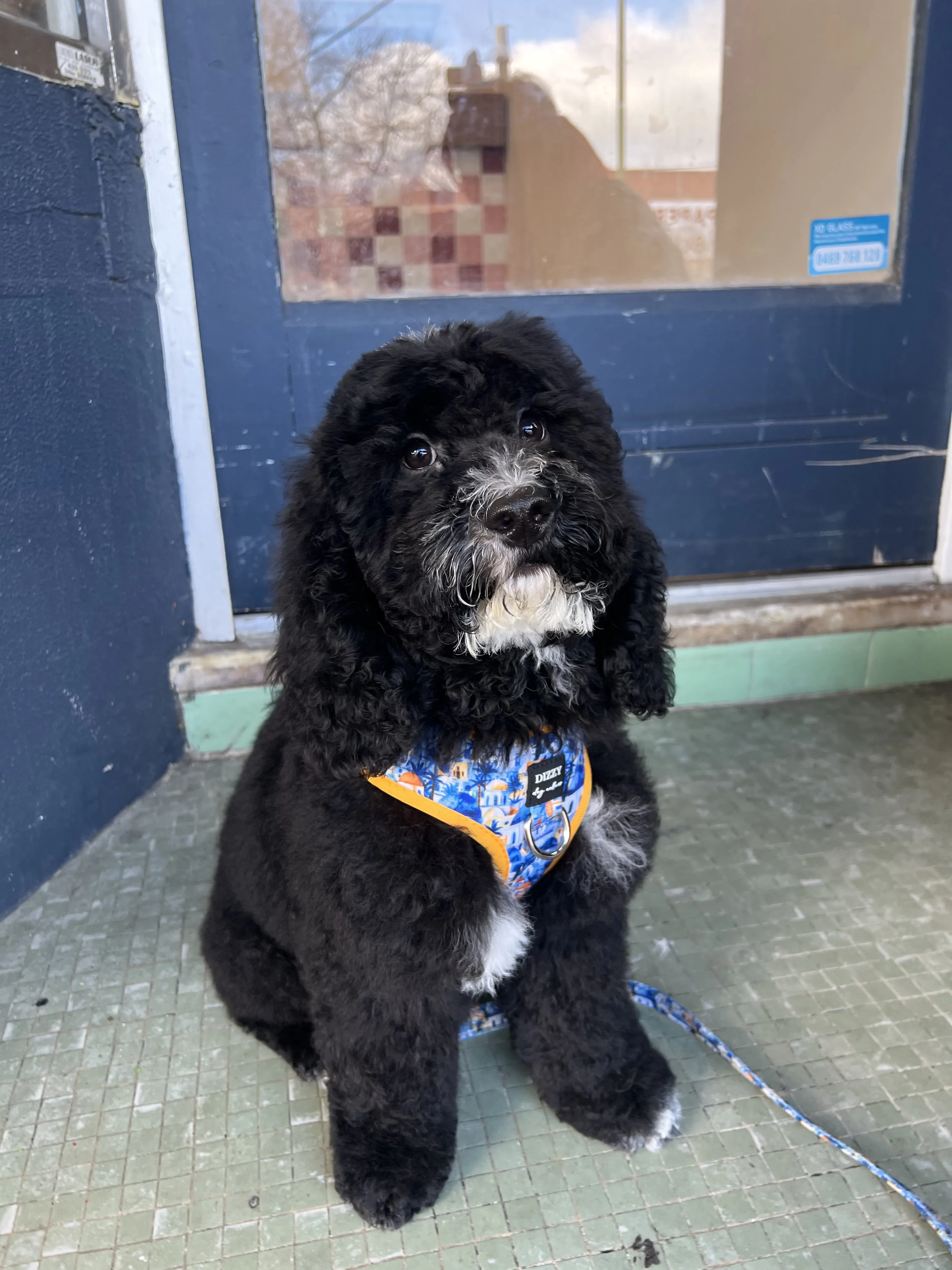 Freshly groomed black cockapoo sitting at the 7 Blade shopfront doorway on Elgar Rd