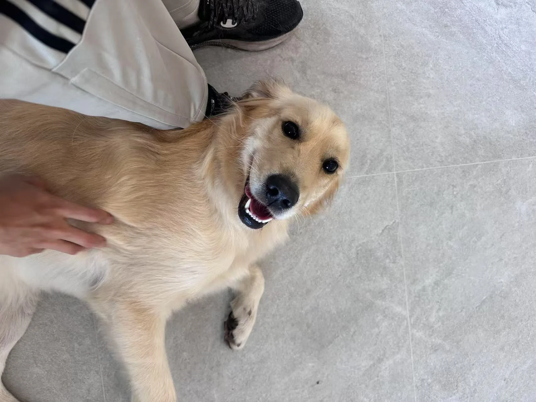 Smiling golden retriever being patted on the salon floor