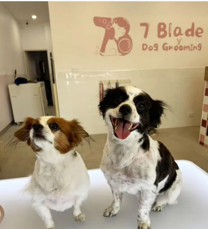 Two small groomed dogs posed on the grooming table under the 7 Blade mural