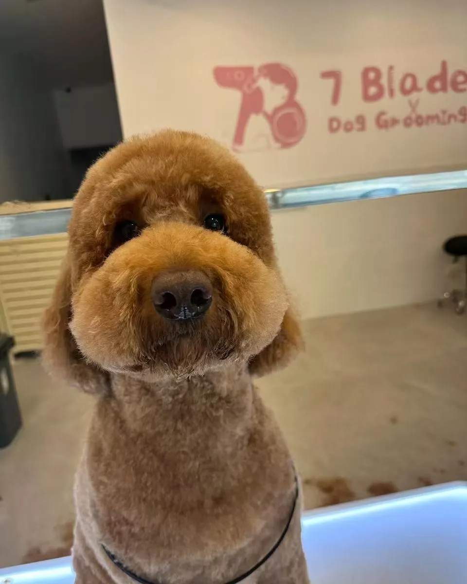 Brown cavoodle freshly groomed on the lit table, pink 7 Blade mural behind