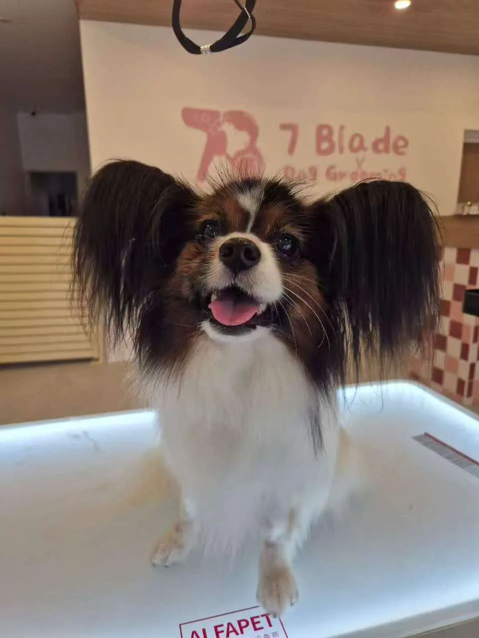Papillon on the lit grooming table, 7 Blade mural and pink tiles behind