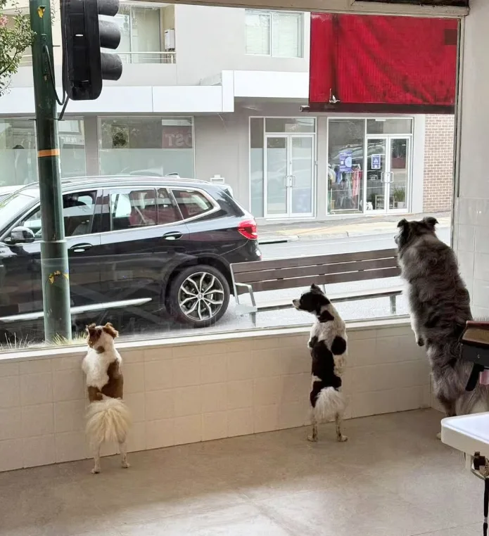 Three dogs standing at the shopfront window watching Elgar Rd