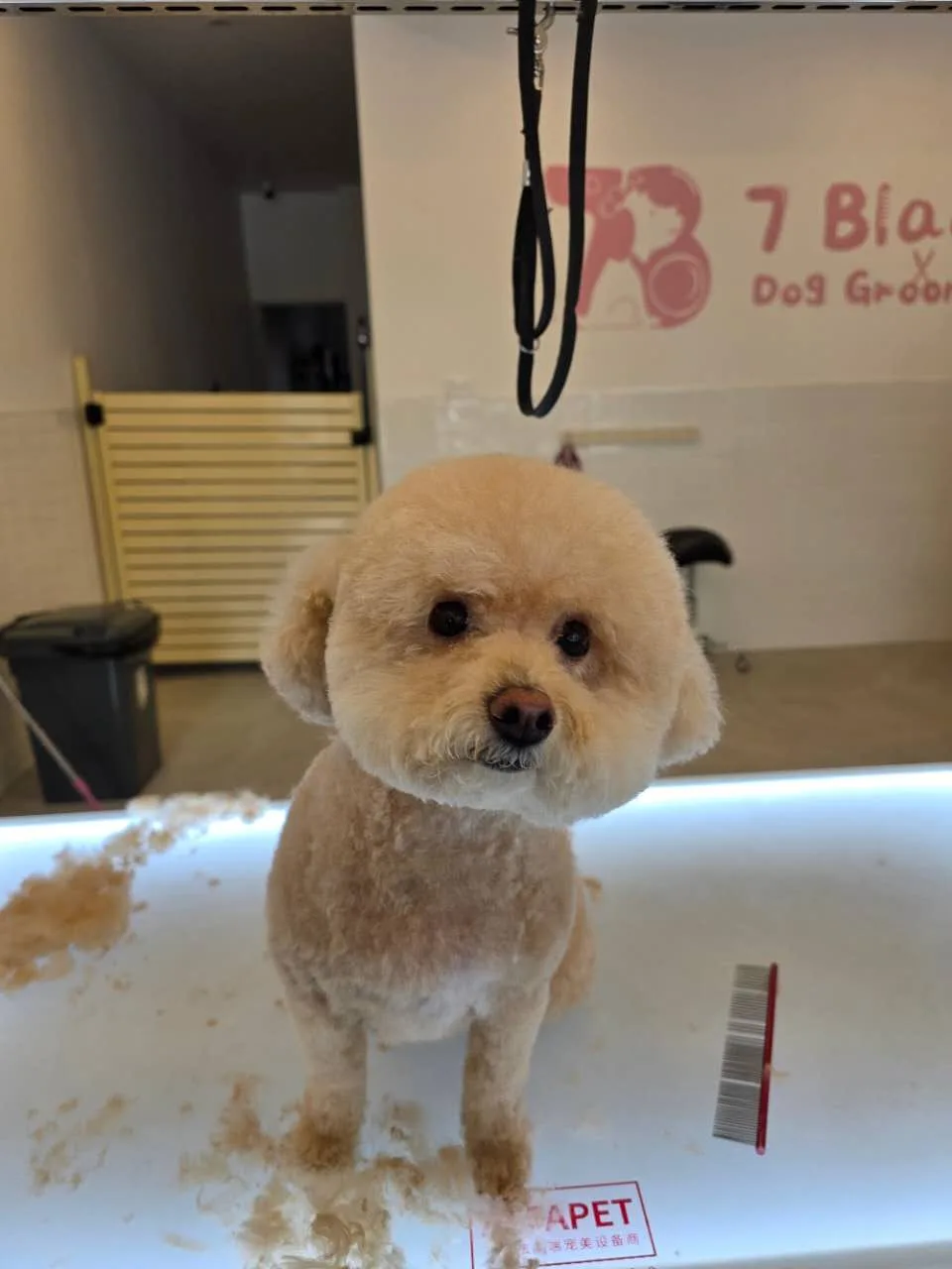 Apricot toy poodle groomed on the table with clipped fur around it