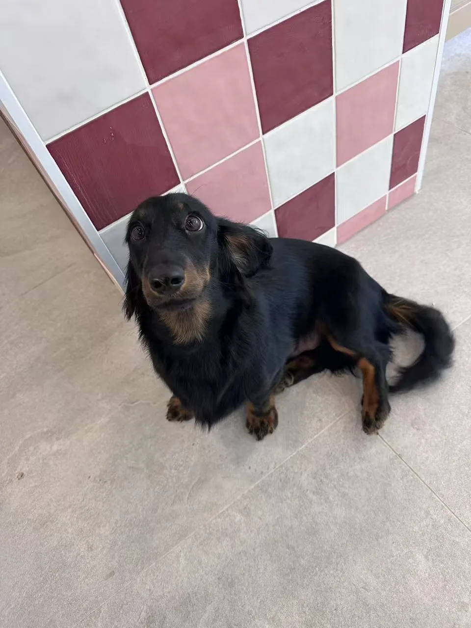 Black and tan dachshund beside the burgundy checkerboard-tiled column in the grooming salon