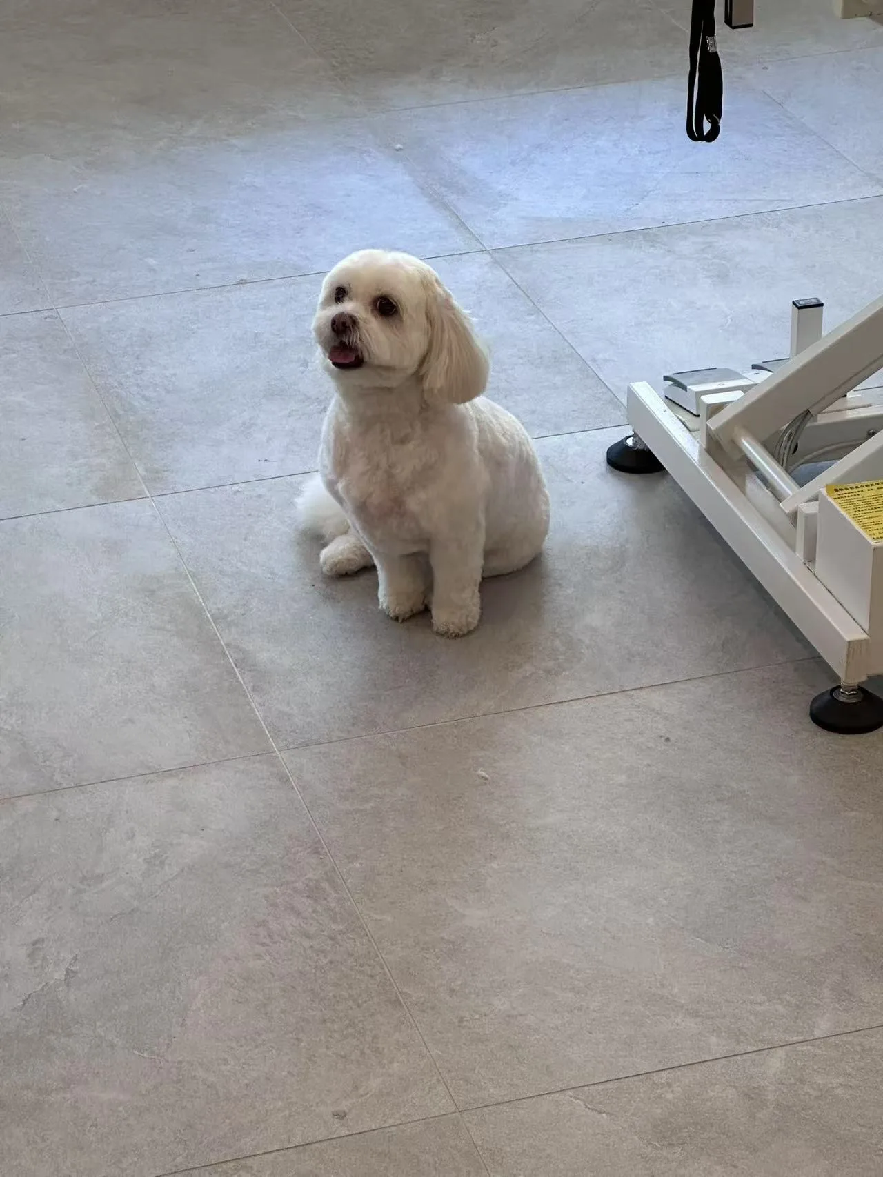 White cavoodle sitting on the salon floor after grooming