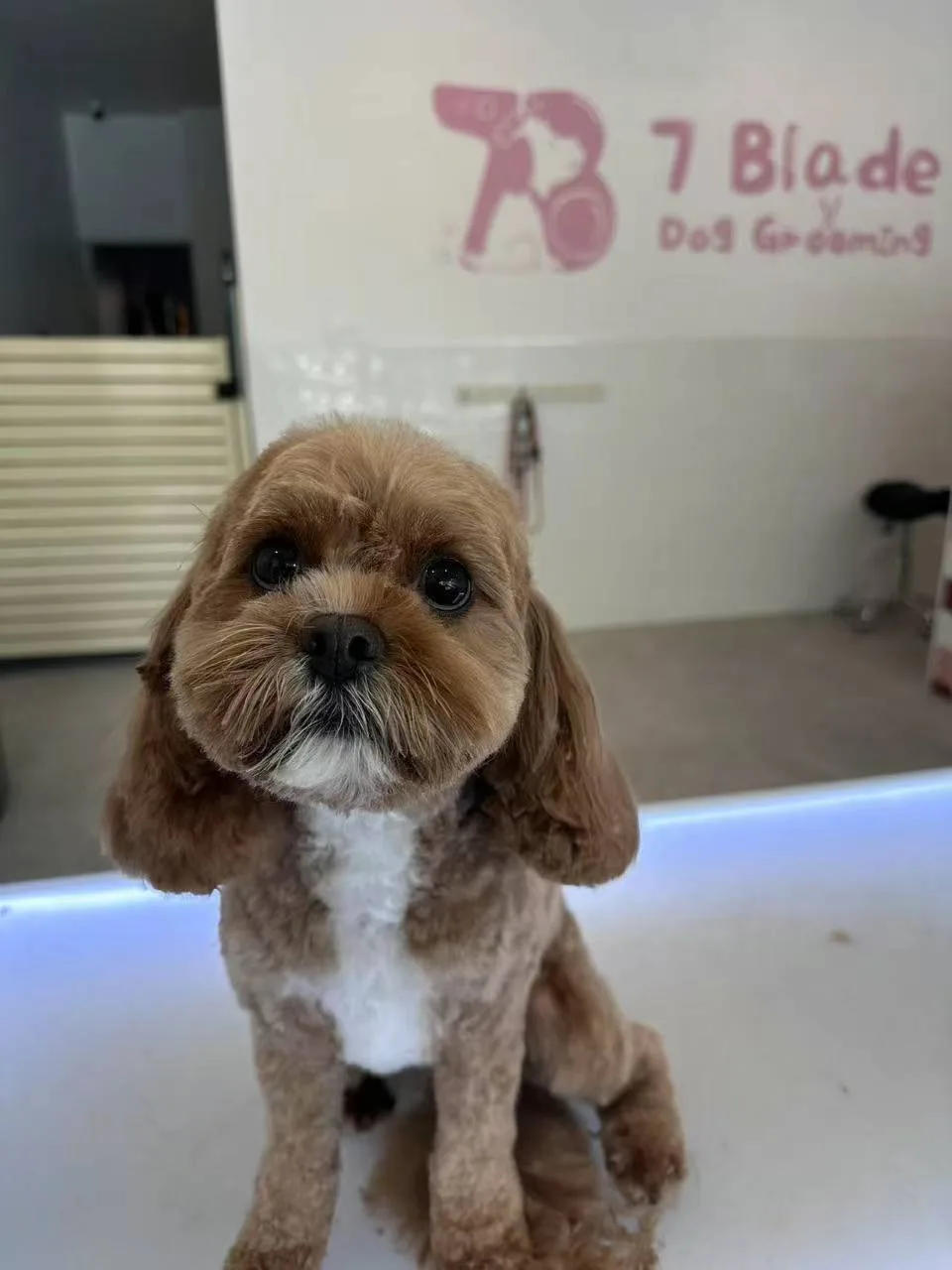 Apricot cavoodle on the lit grooming table, 7 Blade mural behind