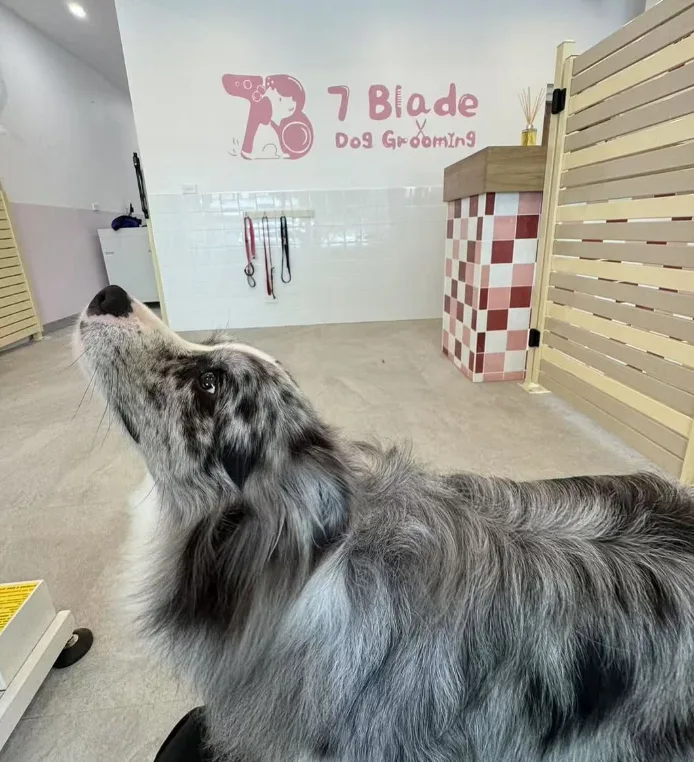 Blue-merle collie gazing up at the 7 Blade wall mural beside the tiled plinth and slat gate
