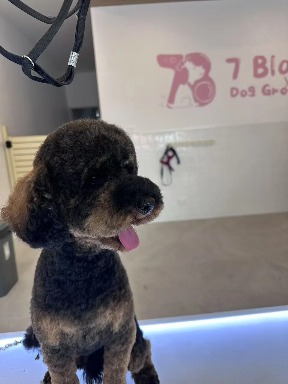 Charcoal poodle in profile on the grooming table, tongue out, looking content
