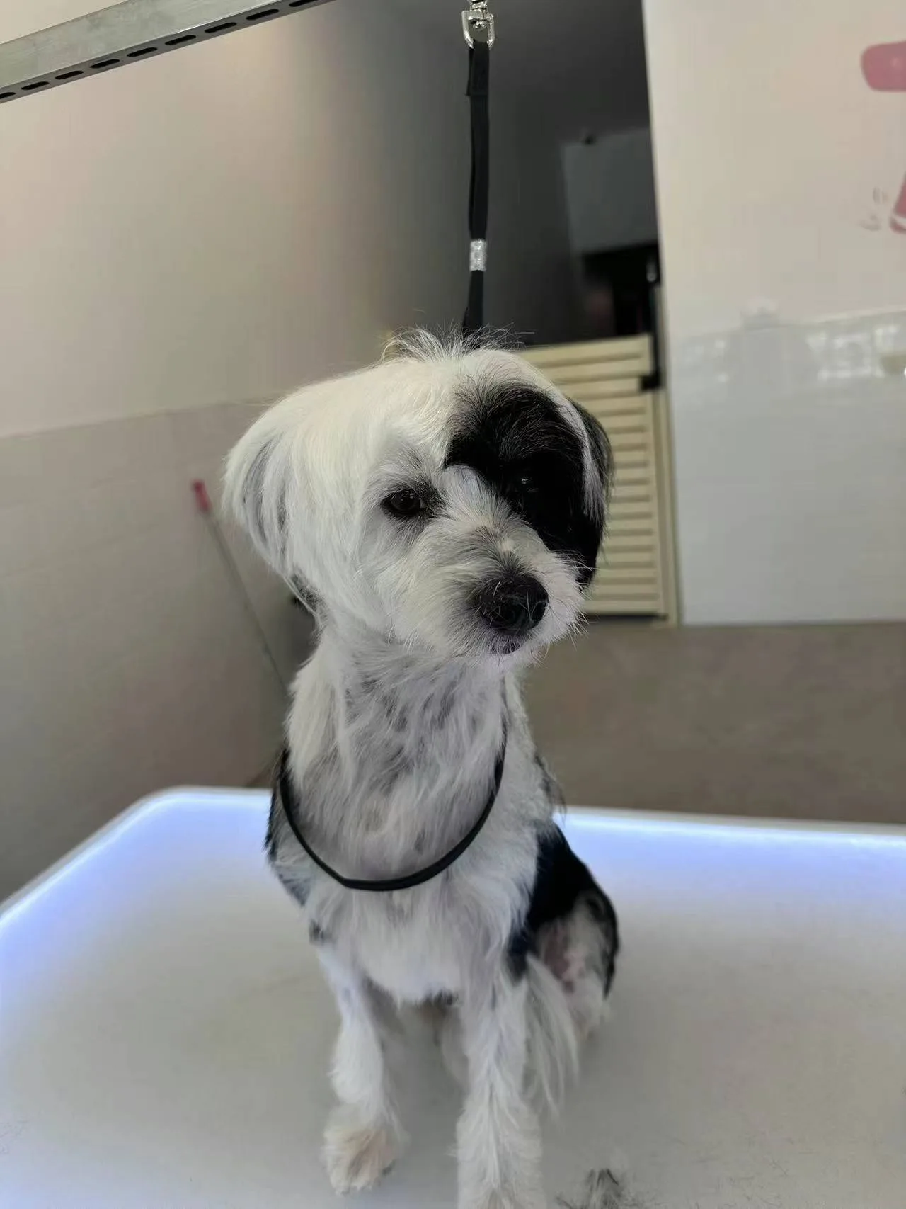 Black and white terrier standing on the lit grooming table
