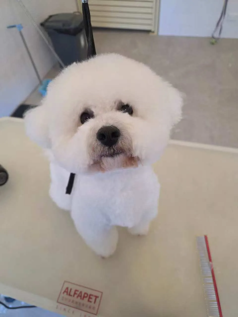 White maltese-cross on the grooming table looking up
