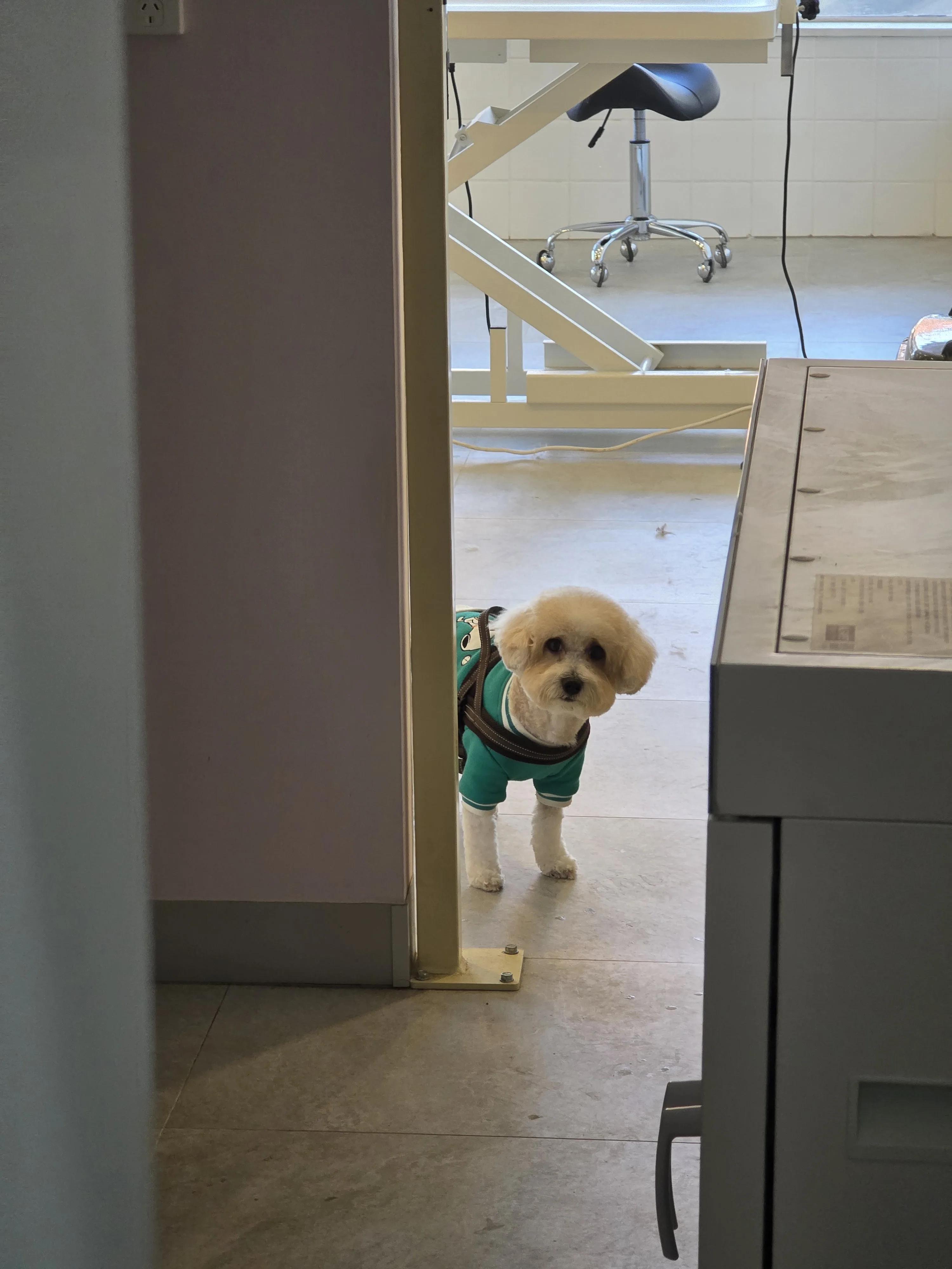 Interior grooming bay — hydraulic table and saddle stool, small dog peeking in the doorway