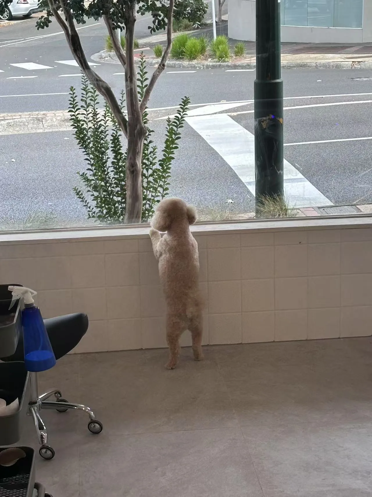 Apricot poodle up on hind legs at the salon window, overlooking the Elgar Rd intersection