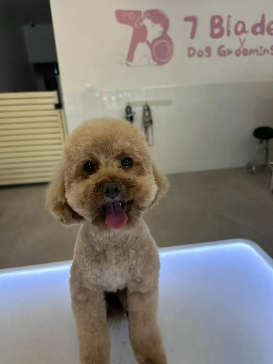 Apricot cavoodle groomed on the lit table, mural behind
