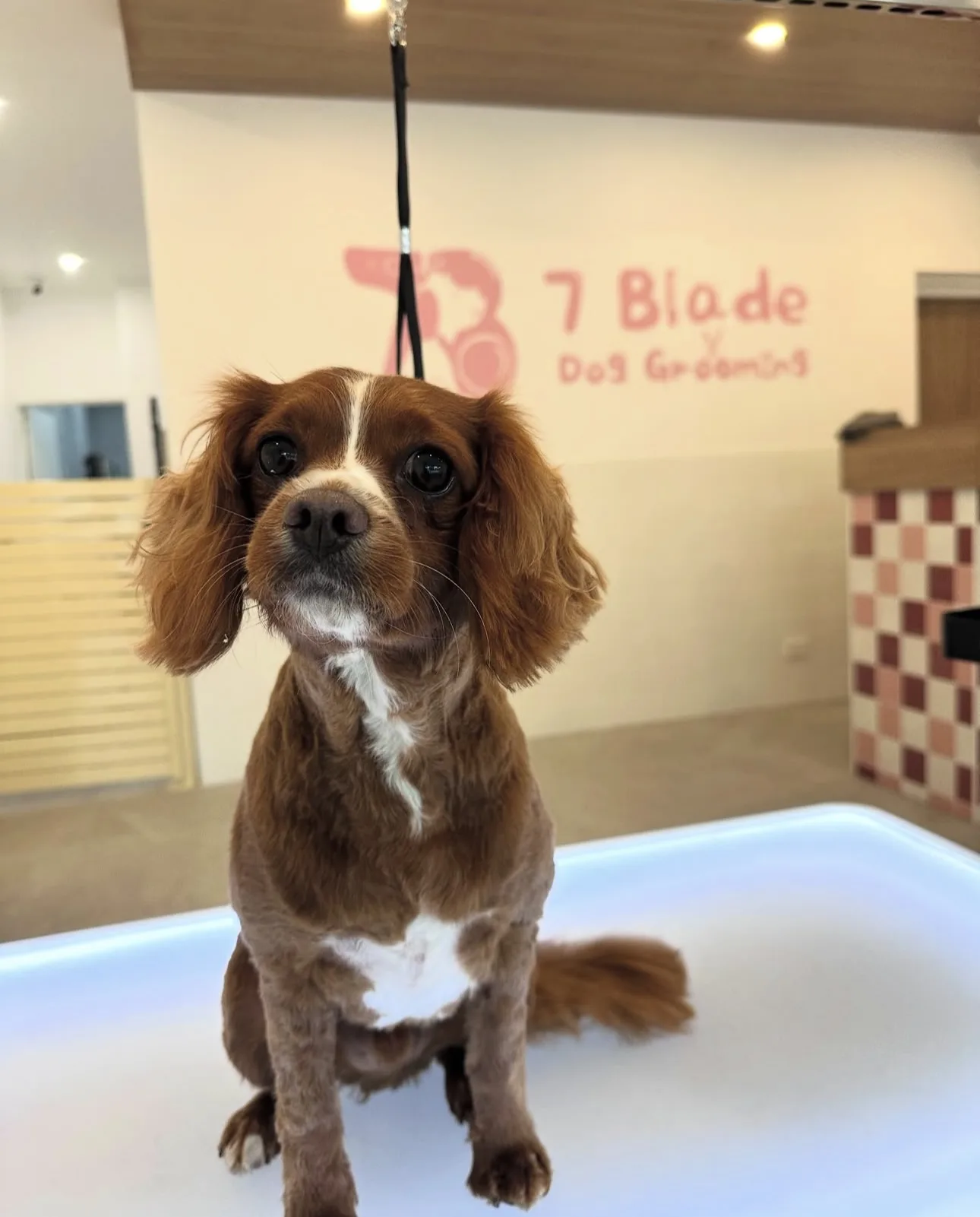 Ruby cavalier King Charles spaniel on the lit grooming table, mural and checker plinth behind